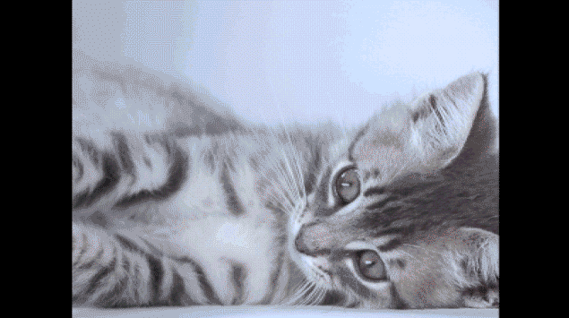 kitty